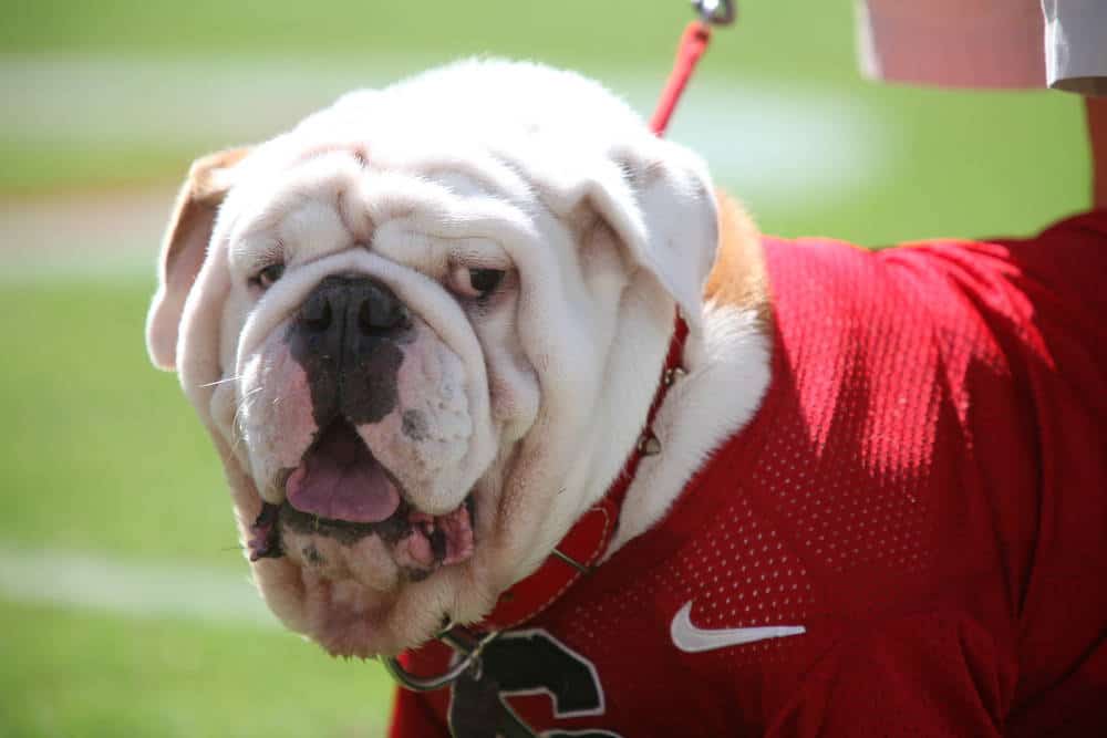 Uga IX