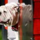 Georgia Bulldogs