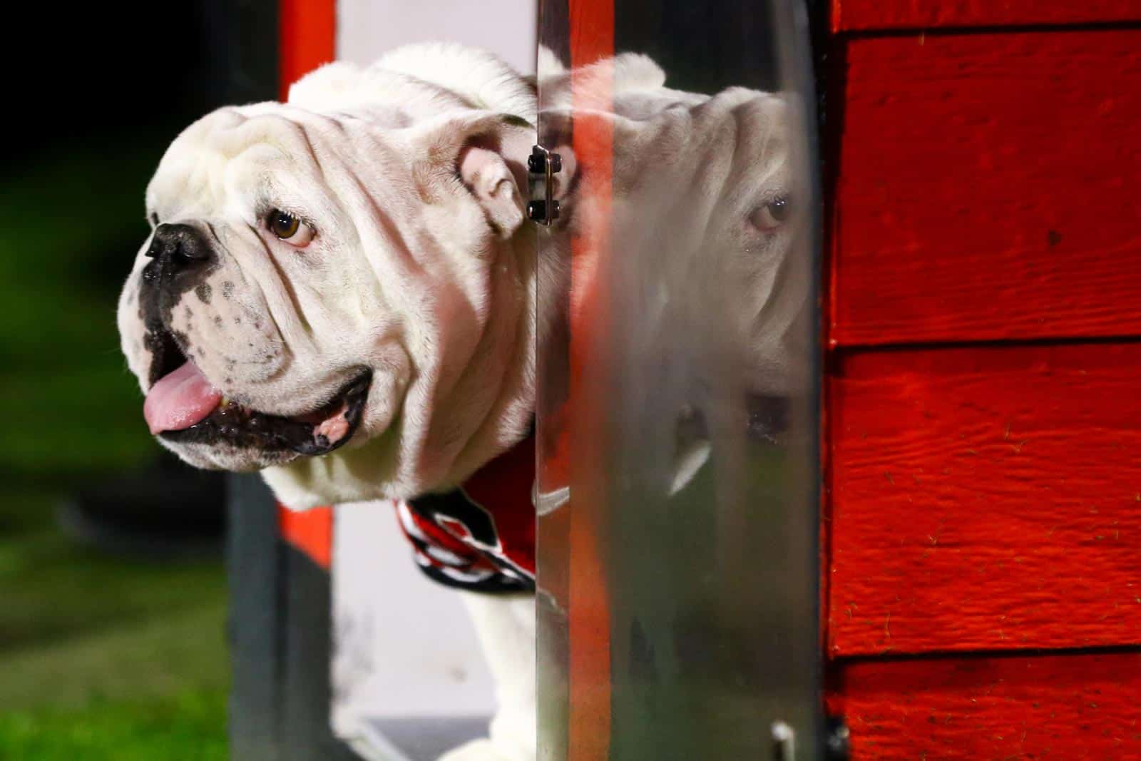Georgia Bulldogs