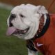 Georgia Bulldogs