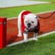 Georgia Football