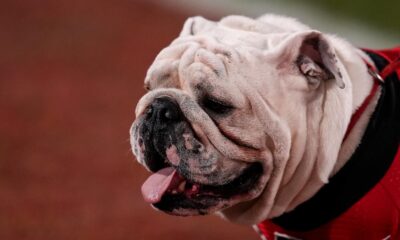 Georgia Bulldogs