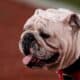 Georgia Bulldogs