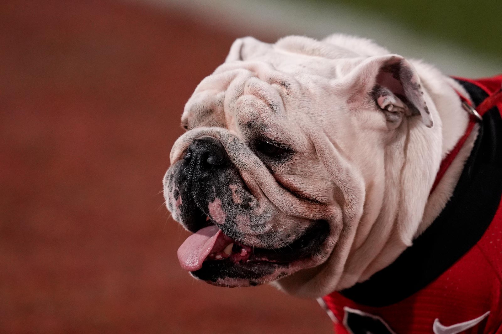 Georgia Bulldogs