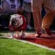 Georgia Bulldogs